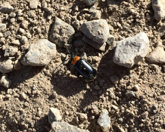 Disonycha triangularis