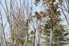 Streptopelia orientalis