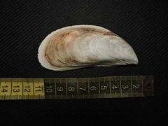 Perna canaliculus