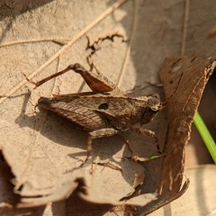 Formosatettix larvatus