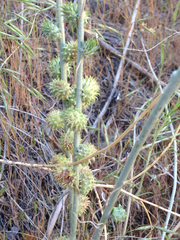 Rhopalomyia utahensis