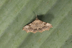 Periphrage barbatula