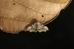 Periphrage barbatula