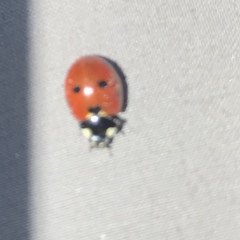 Coccinella septempunctata