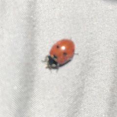 Coccinella septempunctata