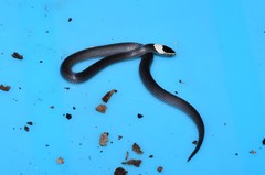 Cacophis harriettae