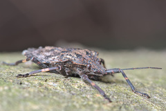 Brochymena affinis