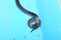 Cacophis harriettae