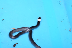Cacophis harriettae