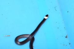 Cacophis harriettae