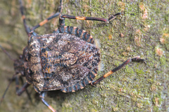 Brochymena affinis