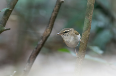 Phylloscopus tenellipes
