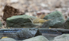 Phylloscopus tenellipes