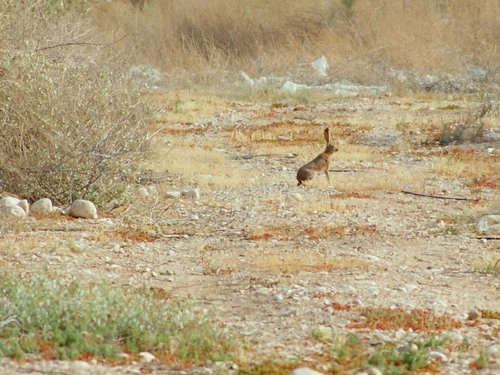 Lepus capensis