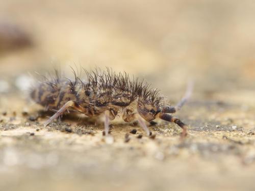 Shaggy Springtail, photo 6 of 10