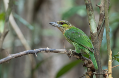 Psilopogon faiostrictus