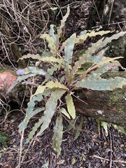 Elaphoglossum paleaceum