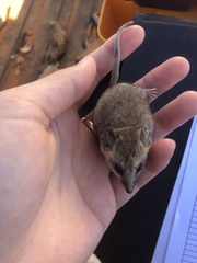 Sminthopsis crassicaudata