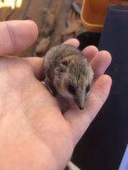 Sminthopsis crassicaudata