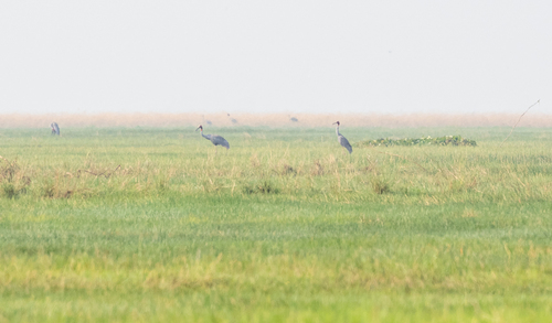 Sarus Crane (Antigone antigone), photo 10