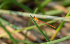 Agriocnemis pygmaea