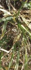 Rhodometra sacraria