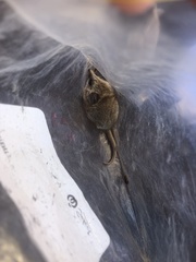 Sminthopsis crassicaudata