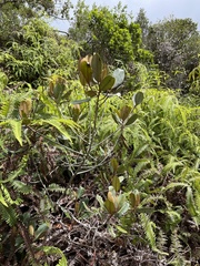 Planchonella sandwicensis