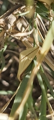 Rhodometra sacraria