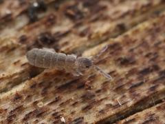 Vertagopus pseudocinereus