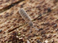 Vertagopus pseudocinereus