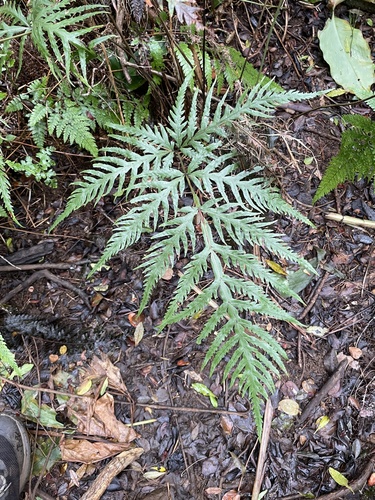 Pteris irregularis observed 2022-03-23