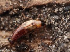 Lordithon trinotatus