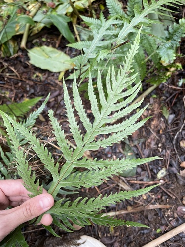 Pteris irregularis