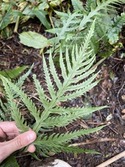 Pteris irregularis