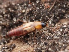 Lordithon trinotatus