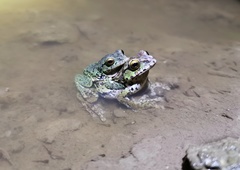 Puer Tree Frog photo 2
