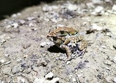 Puer Tree Frog photo 1