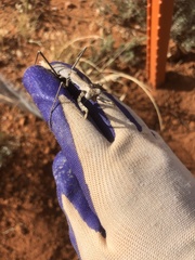 Coenomantis kraussiana