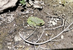 Puer Tree Frog photo 3