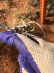 Coenomantis kraussiana