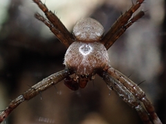 Argiope keyserlingi