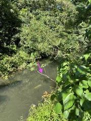 Onychothemis abnormis