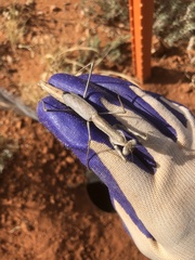 Coenomantis kraussiana