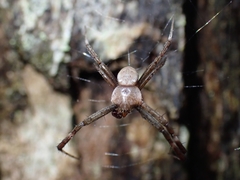 Argiope keyserlingi