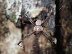 Argiope keyserlingi
