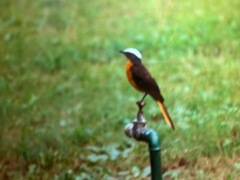 Cossypha albicapillus