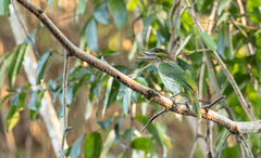 Psilopogon faiostrictus