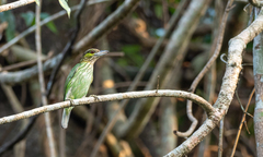 Psilopogon faiostrictus