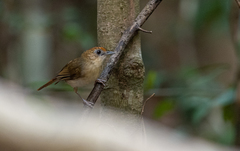 Malacopteron cinereum